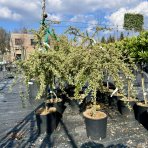 Hlohyňa šarlátová (Pyracantha) ´VARIEGATA´ - výška 70-90 cm, kont. C7L - NA KMIENKU